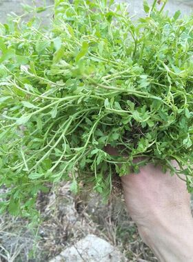 新鲜野外现挖鹅不食 石胡荽地胡椒 鸡肠草 地芫荽200g包邮 野园荽