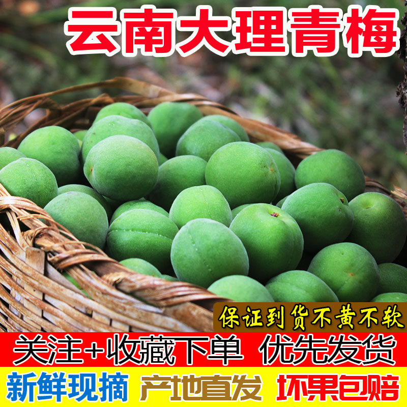 青梅鲜果云南大理洱源高山青梅梅子盐梅照水梅酸梅胭脂梅泡酒专用
