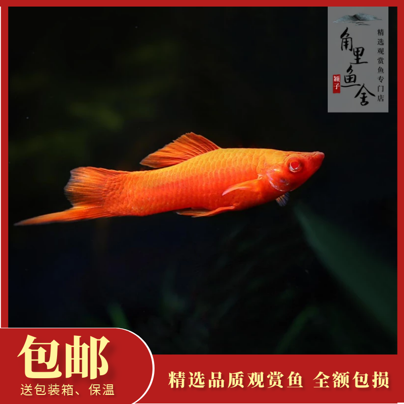 红箭红剑尾胎生小鱼热带鱼观赏鱼淡水草缸新手好养活体鱼包活包邮