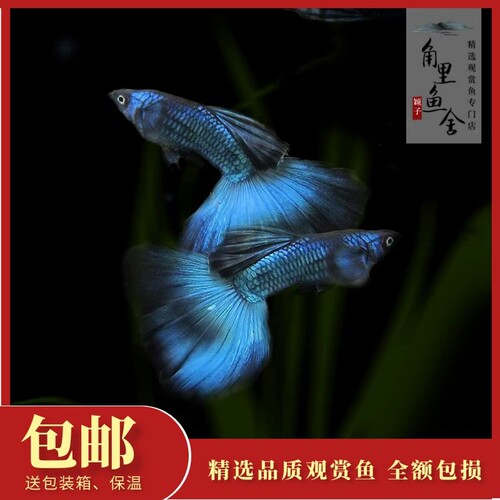 冰蓝凤尾胎生纯种配对繁殖孔雀鱼