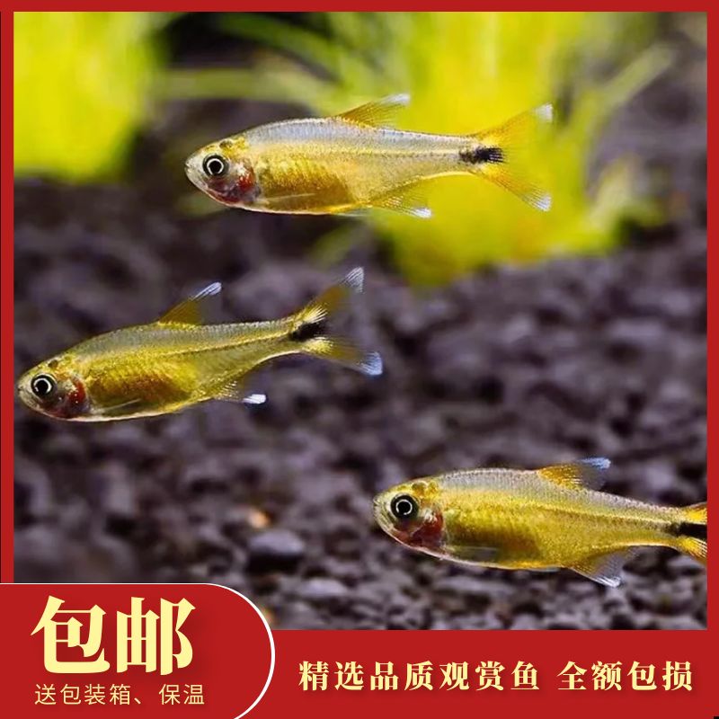 群游入门热带观赏鱼迷你灯淡水