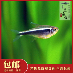 「角里鱼舍」黑莲灯鱼群游小型鱼缸淡水草缸热带鱼观赏鱼活体