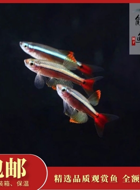 瑰丽红金丝灯原生冷水淡水鱼活体不加温观赏鱼好养耐活新手鱼小型