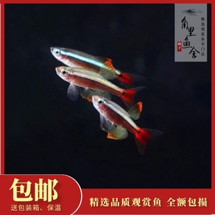 瑰丽红金丝灯原生冷水淡水鱼活体不加温观赏鱼好养耐活新手鱼小型