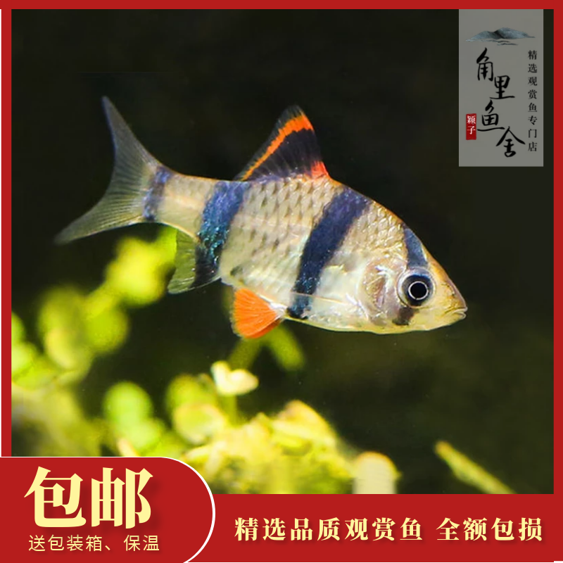 「角里鱼舍」虎纹鱼群游淡水热带鱼观赏鱼宠物活体鱼包活