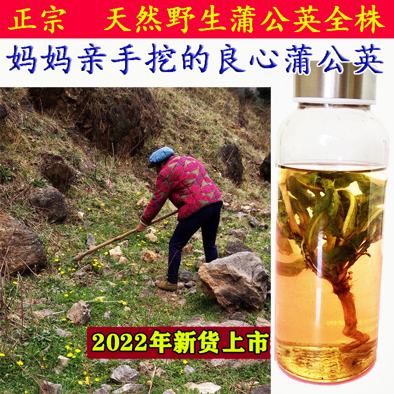 蒲公英草根茶通乳腺纯天然野生整株带根中药材泡茶婆婆丁正品