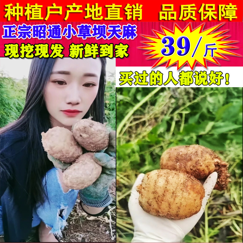 云南昭通小草坝天麻鲜果新鲜仿野生天麻干货果干片粉精品正品500g