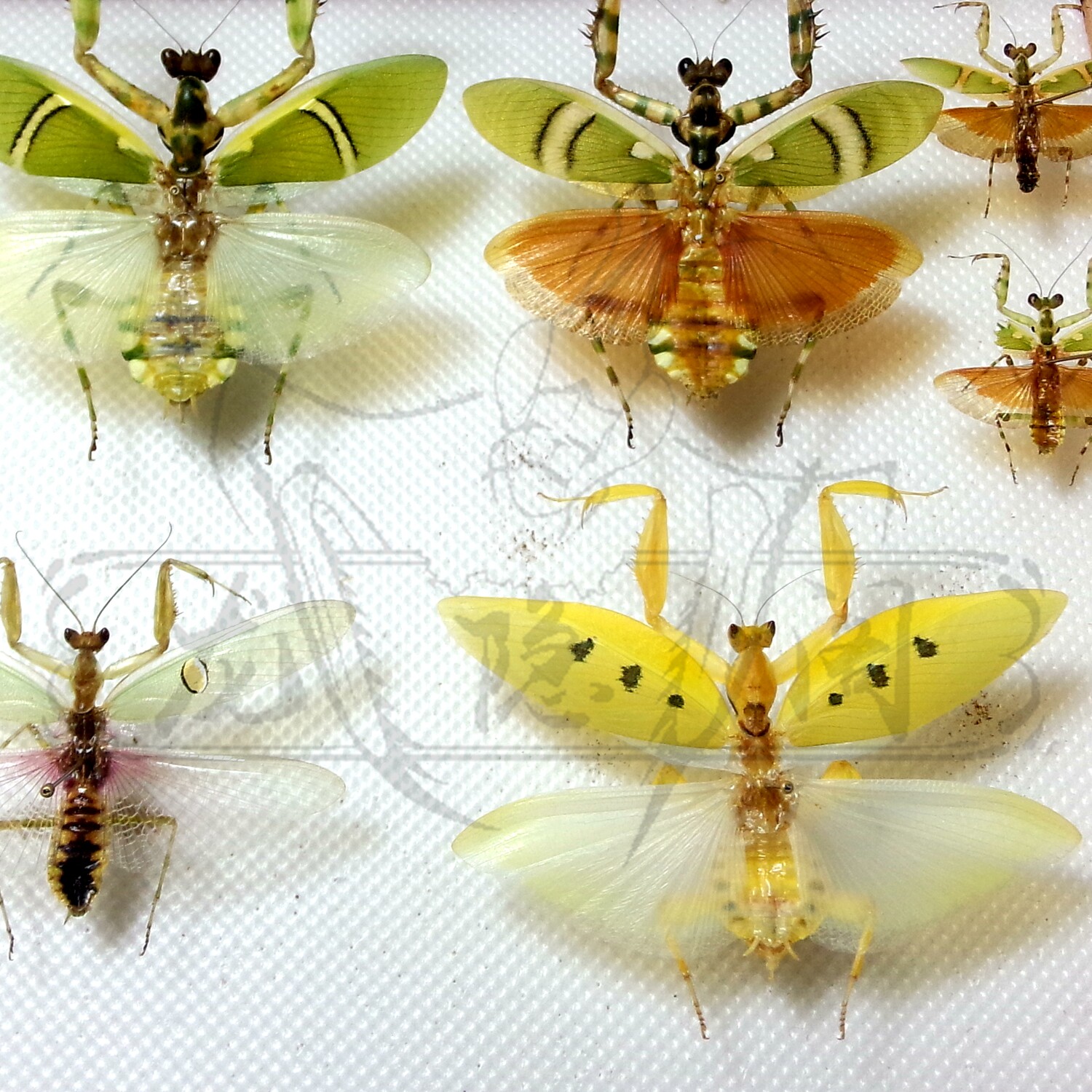 螳螂标本合集昆虫节肢动物