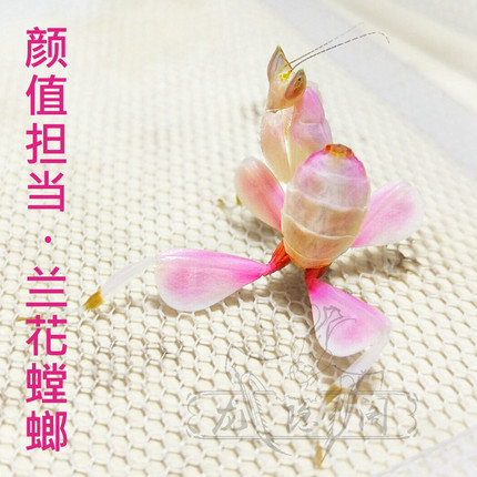 兰花螳雨林缸螳螂活体另类宠物办公教室饲养动物昆虫创意儿童礼物