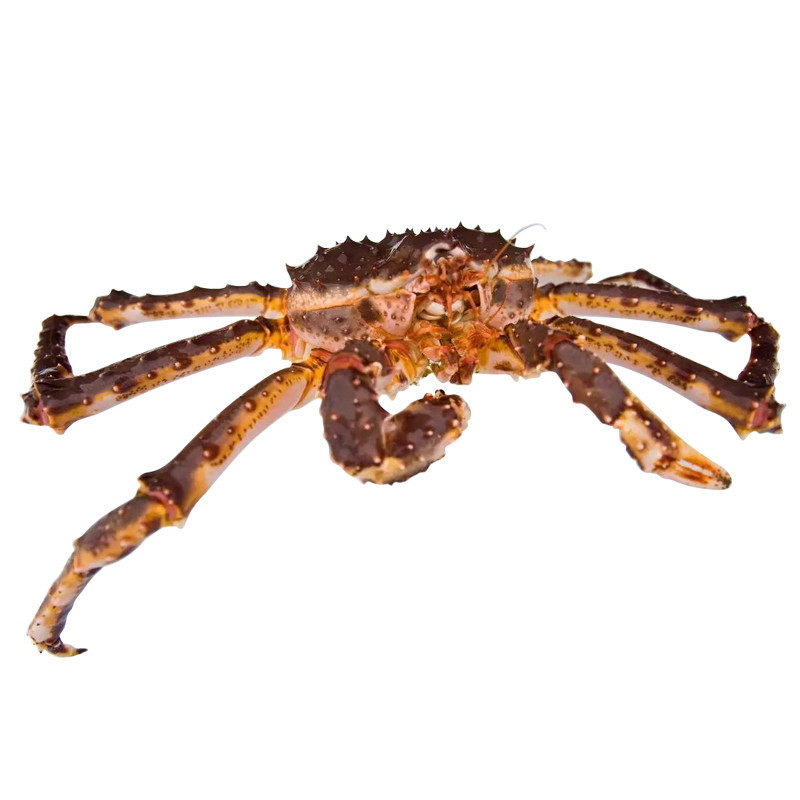 预售鲜活俄罗斯帝王蟹2.5-3kg/只