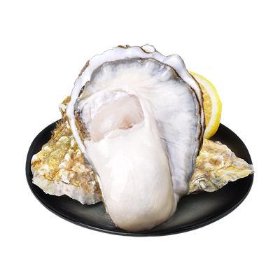 贝司令鲜活乳山生蚝4XL净重
