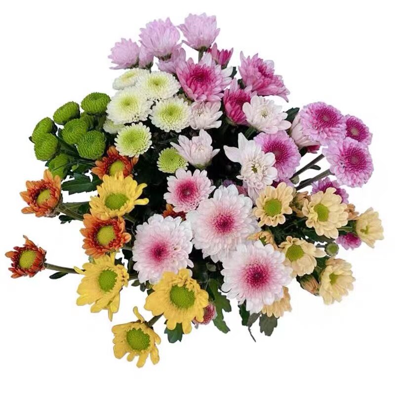 (鲜花)小雏菊-随机色 40-50cm