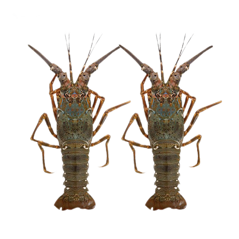 渔传播 进口活发小青龙花龙虾两只（200-250g只）包鲜不包活