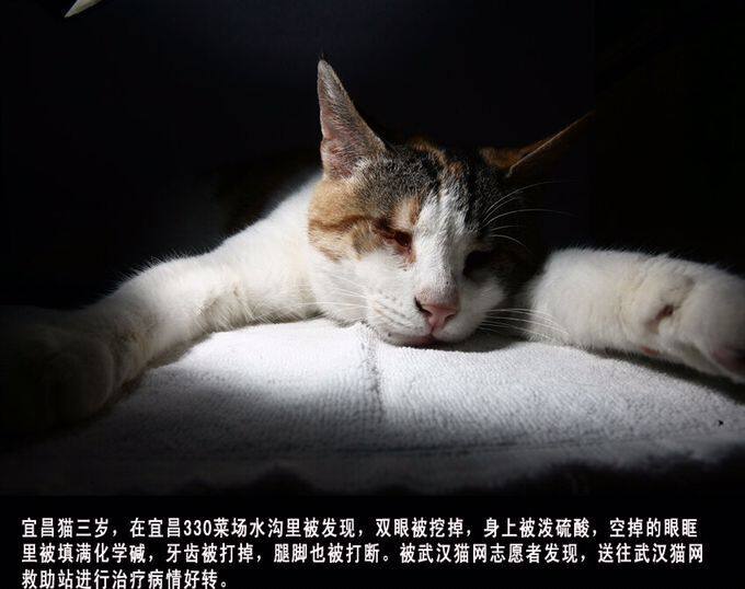 武汉猫网十典专属印制实物明信片贺卡/明信片