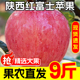 9斤 脆甜丑平果应季 果园直发 陕西红富士苹果水果新鲜整箱当季
