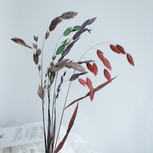 小盼草凌风草风动草保鲜等花来永生花家居装饰钻石草叶 拍照道具