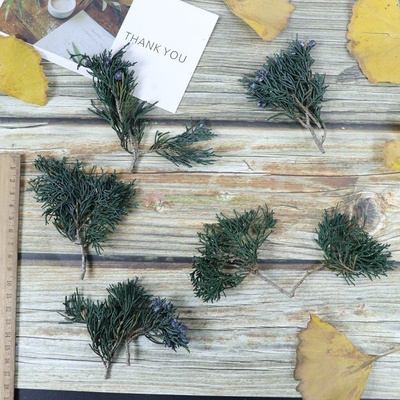 大地农园02041带果扁柏叶