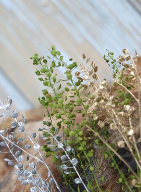 永生花大地农园心心草蓝星草绿色配材翠扇04050-700小扇叶爱心小