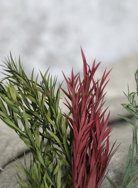 大地农园保鲜花永生花寸寸金叶材茶树叶 01250国产千层金叶子