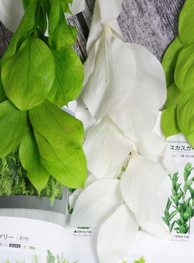 等花来国产叶材桔叶diy材料包家居装饰天然干花叶子03950永生花