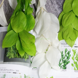 等花来国产叶材桔叶diy材料包家居装饰天然干花叶子03950永生花