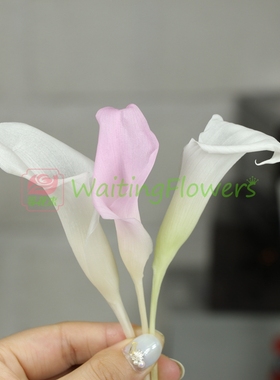 马蹄莲海芋永生花进口大地农园保鲜花05500保鲜花diy拍摄道具