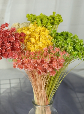 进口永生花大地农园30200重瓣小蜡菊等花来diy小山花小份整束