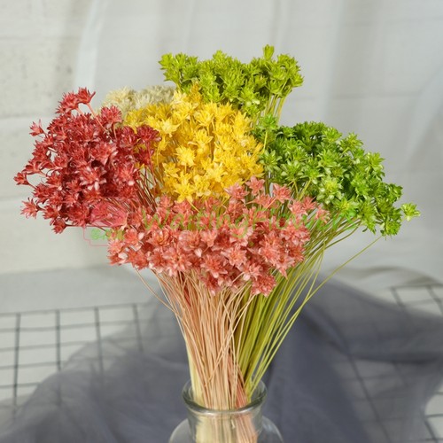 进口永生花大地农园30200重瓣小