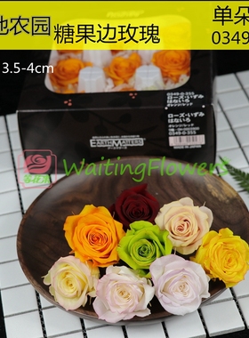 进口永生花玫瑰大地农园永生花糖果色玫瑰03490系列双色玫瑰