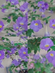四季常绿耐热花卉老鸭嘴花直立山牵牛花苗庭院别墅花园花境植物