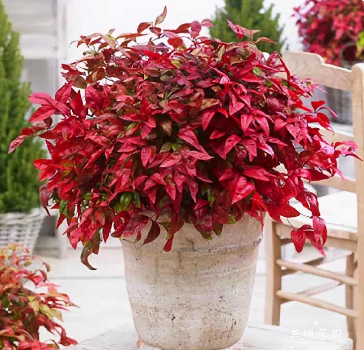 多年生南天竹彩叶观叶灌木花卉耐寒四季长绿花苗盆栽花园花境植物,鲜花速递/花卉仿真/绿植园艺,时令草本花卉,淘宝优惠券,粉丝福利购,淘宝优惠卷