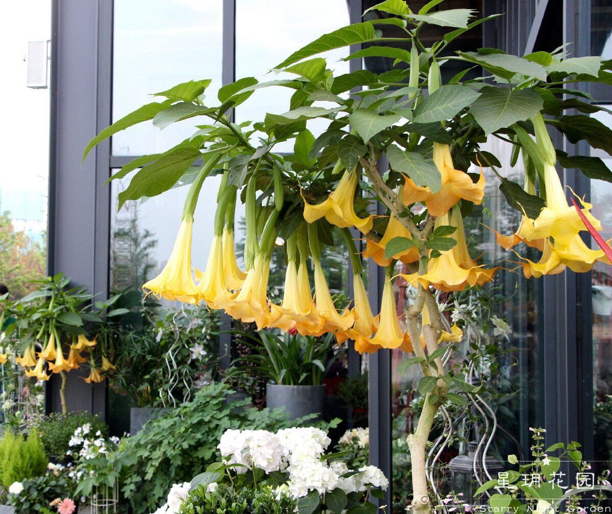 多年生四季花卉木本曼陀罗花苗阳台庭院别墅花园树民宿花镜植物苗