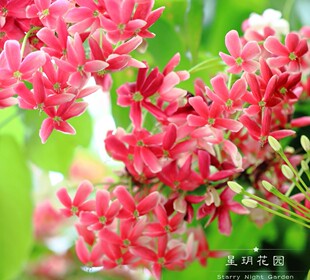 四季开花爬藤花使君子花苗浓香花卉爬墙藤本花架拱门庭院攀爬植物