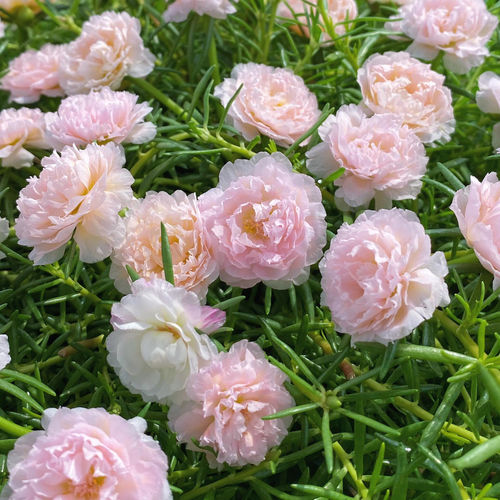重瓣太阳花新品宿根多年生植物
