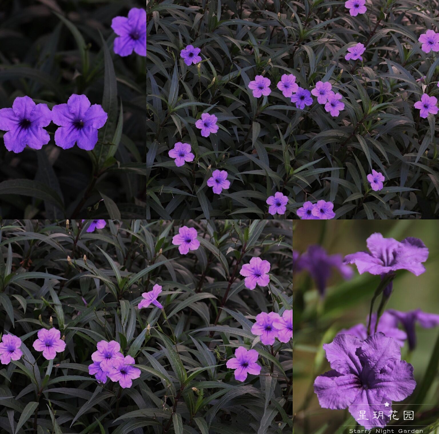 耐热花苗庭院花卉四季紫卢莉