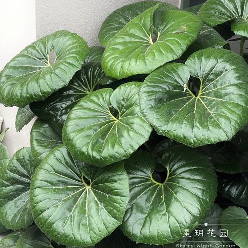 吴风草宿根花卉庭院常绿花境植物