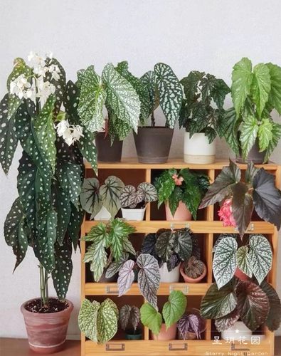 阳台四季常绿秋海棠耐热绿植盆栽