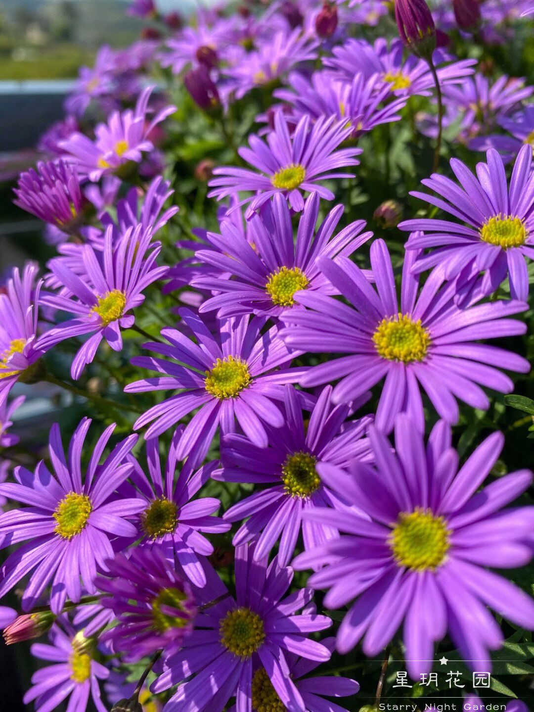 四季阳台花卉带花盆栽姬小菊花苗雏菊别墅花园庭院户外花境植物