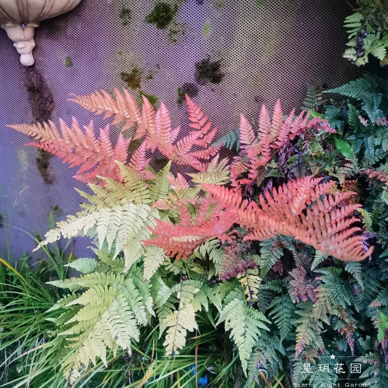 多年生观赏草耐荫蕨类彩虹蕨绿植盆栽花苗庭院花园花境植物造景