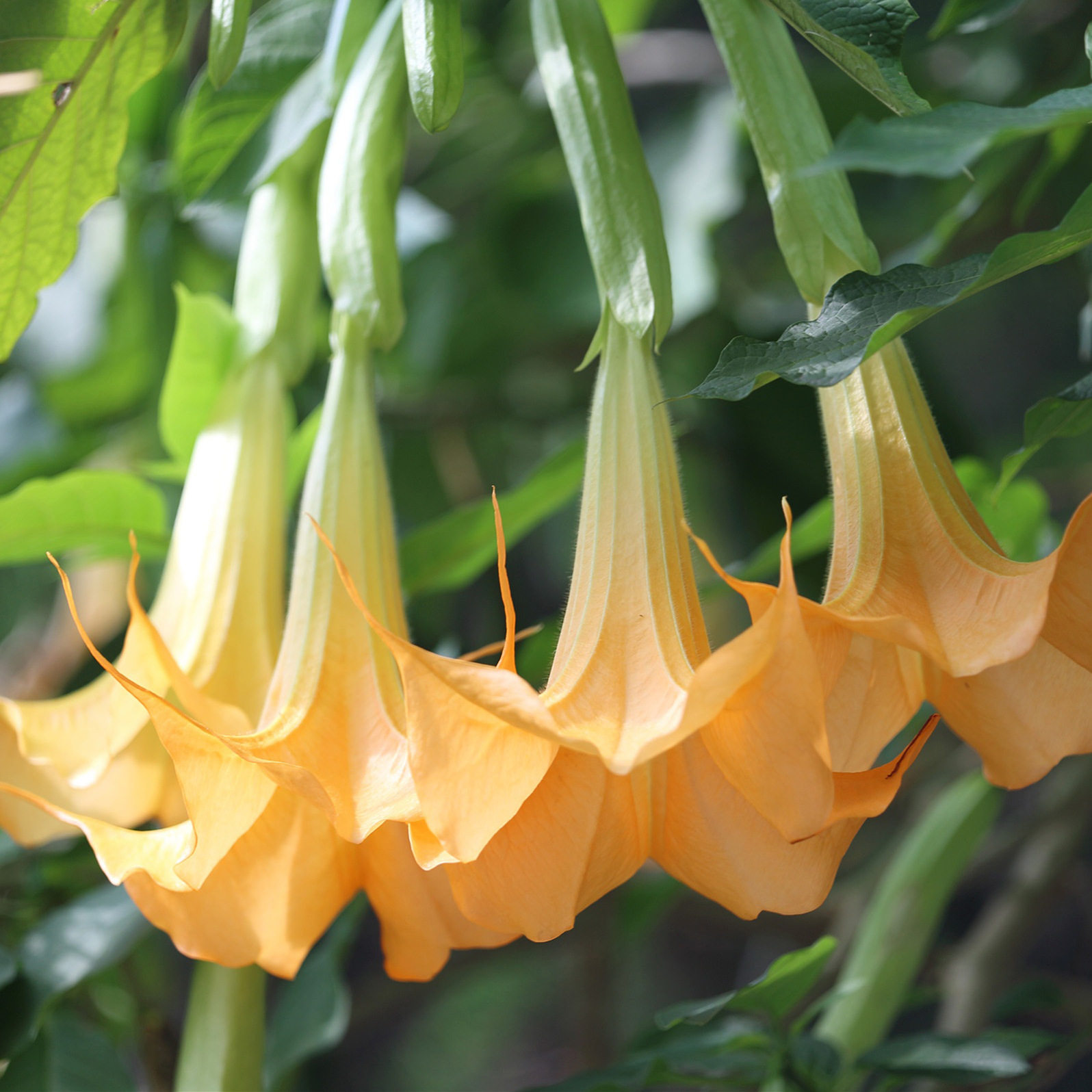 多年生四季开花木本曼陀罗花苗阳台盆栽庭院别墅民宿花园花境植物