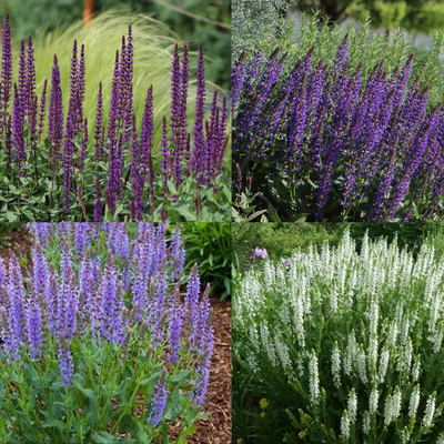 多年生宿根鼠尾草林荫鼠尾草花苗