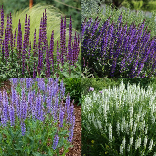 多年生宿根鼠尾草林荫鼠尾草花苗