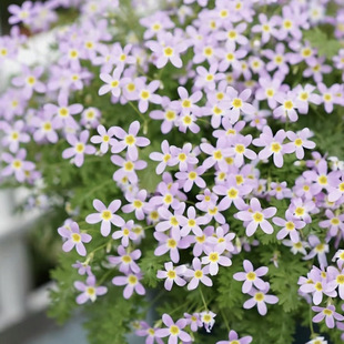 安徽羽叶报春花苗盆栽苗多年生花卉耐寒好养阳台庭院别墅花园植物