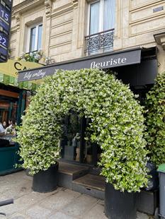 耐寒花卉耐荫爬藤藤本植物风车茉莉花苗别墅庭院花园耐热爬墙花