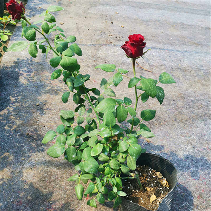 罗德斯玫瑰切花月季单头大花灌木高杯状深红庭院盆栽地栽