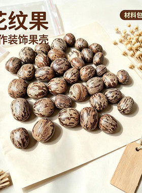 【花纹果】天然植物果实手工diy材料幼儿环创标本收集手工制作