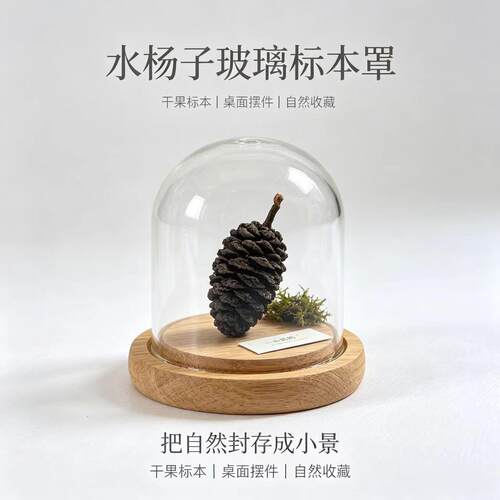 【水杨子】果实水冬瓜果水杨子青风果干花圣诞藤圈花环diy材料