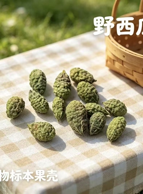 【小绿瓜】天然植物手工diy材料野西瓜植物标本相框1-3cm植物果实