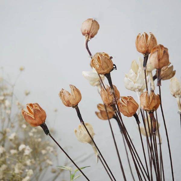天然果壳开心花 干花 干果 花束 插花花艺 拍摄背景 乡村饰物
