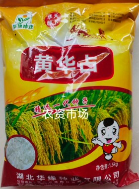高产水稻种子黄华长粒香米晚稻